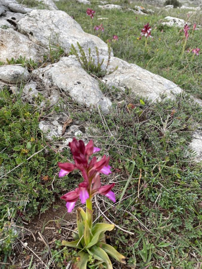 Al Dolmen Bed & Breakfast Monte Sant'Angelo Luaran gambar
